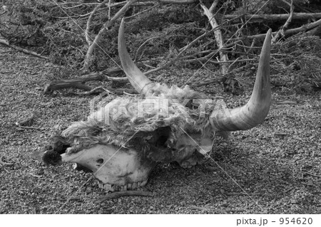 荒野の屍 954620