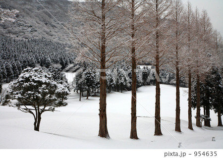 雪原とカラマツ並木 954635