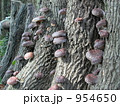 山で原木栽培している肉厚しいたけが沢山写っているの画像 954650