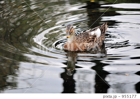 池のカモ 955177