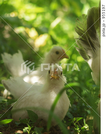 桂チャボ 桂チャボ 955197