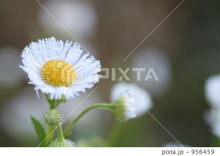 ヒメジョオン4 956459