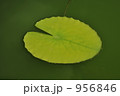 蓮のはっぱ 956846