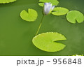 蓮の花 956848