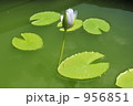 蓮の花 956851