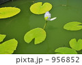 蓮の花 956852
