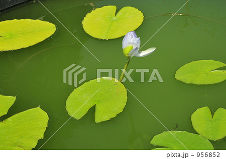 蓮の花 956852
