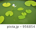 蓮の花 956854