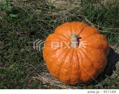 巨大カボチャ 巨大カボチャ 957189