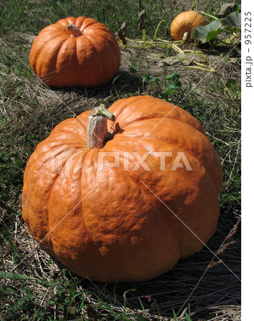 巨大カボチャ 巨大カボチャ 957225