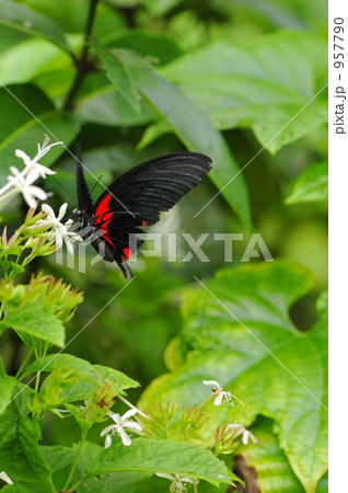 蜜につられて 蜜につられて 957790