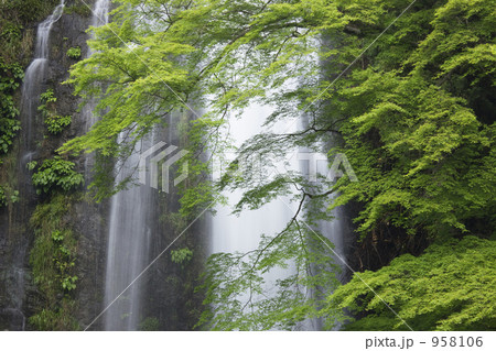 新緑の箕面滝 新緑の箕面滝 958106