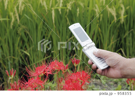 携帯写真と彼岸花 958355