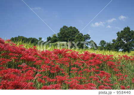 彼岸花咲く稲渕の里 彼岸花咲く稲渕の里 958440
