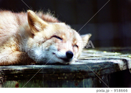 キツネのうたた寝 958666