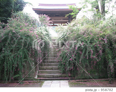 階段の萩 階段の萩 958702