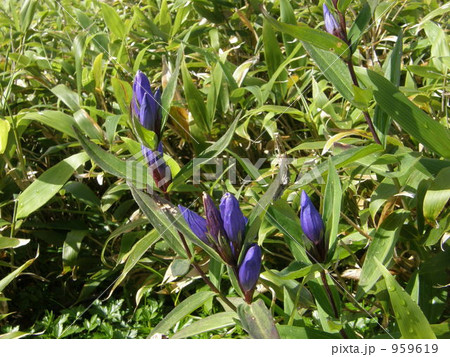 エゾオヤマリンドウ 959619