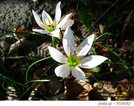 秋の公園にて 959892