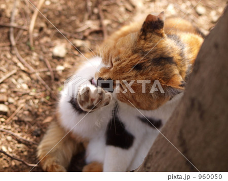 毛づくろい 960050