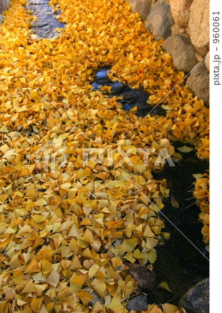 掘割りの落葉 960061