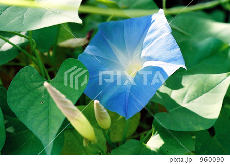 朝顔 朝顔 960090