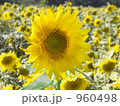 ひまわり畑 960498
