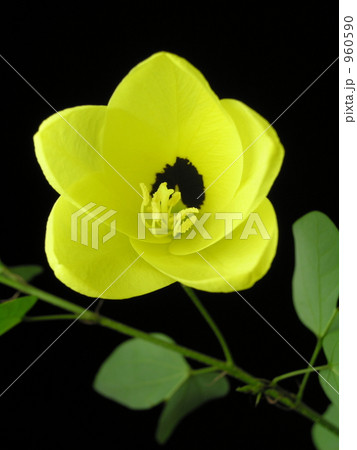 バウヒニア 960590