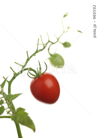 トマト 960592