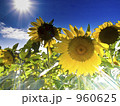 ひまわり 960625