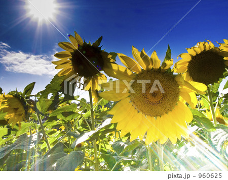 ひまわり 960625
