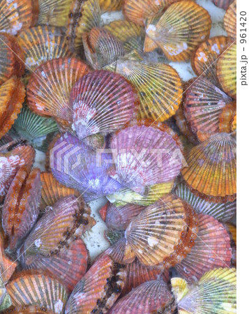 カラフルシェル カラフルシェル 961420