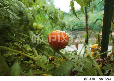 雨に濡れるロッソロッソ 961598