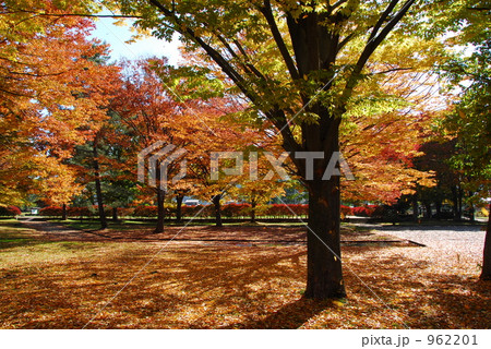 黄色い紅葉 962201