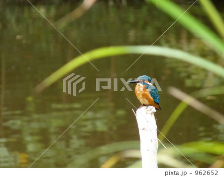 カワセミ 962652