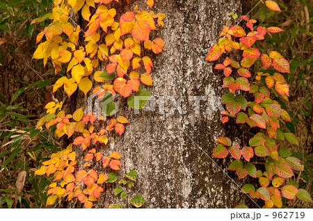 ツタ紅葉 ツタの葉 秋の写真素材