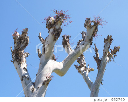 ユーカリの幹、ごつごつと-1 962740