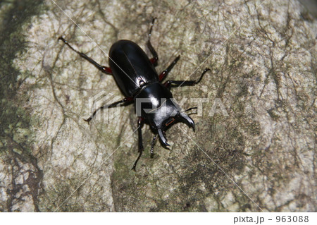季節外れのクワガタ 季節外れのクワガタ 963088
