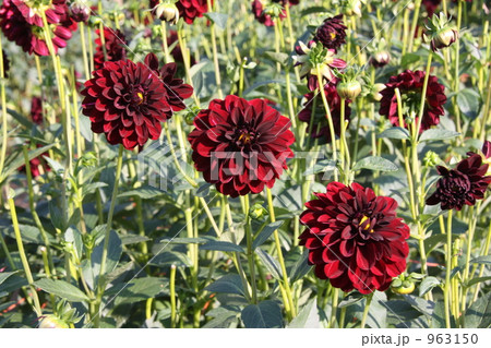 ダリアの花 963150