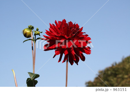 ダリアの花 963151