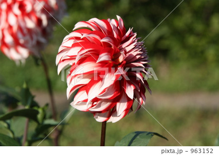 ダリアの花 ダリアの花 963152