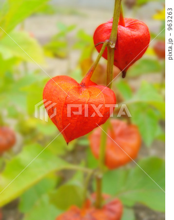 ホオヅキ 壱 ホオヅキ 壱 963263