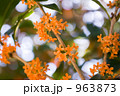 キンモクセイ 963873
