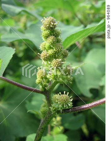 不思議な形 964089