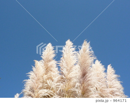 強羅公園のススキ 強羅公園のススキ 964171