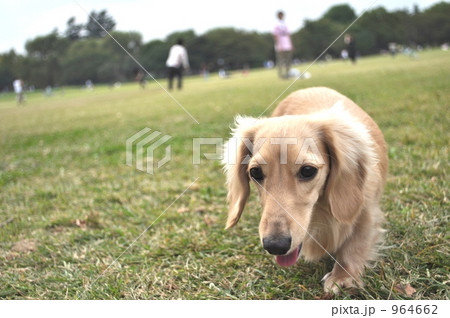 野原で歩いてくるミニチュアダックス 964662