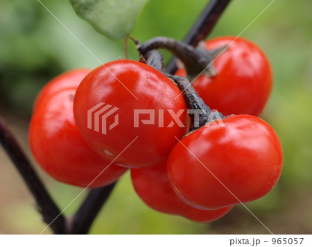 赤い茄子 965057