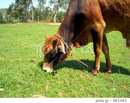 食事中。。 965483