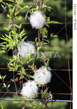 クレマチス 965793