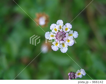 姫岩垂草 姫岩垂草 966142