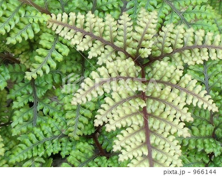 常盤シノブ シダ 植物の写真素材